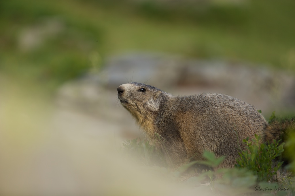 Marmotte des Alpes (Marmota marmota)